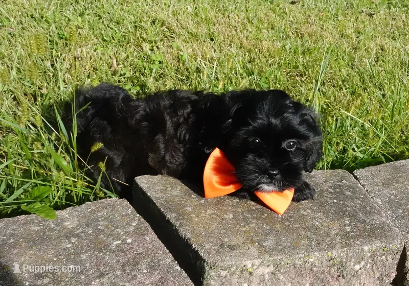 Romeo – Shihpoo puppy for sale in Elroy, WI
