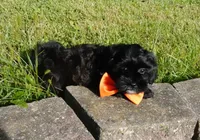 Romeo, a male Shihpoo for sale in Elroy, WI – 1 of 7