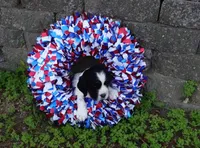 AKC River, a female English Springer Spaniel for sale in Elroy, WI – 3 of 4