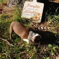 Paris, a female Boston Terrier for sale in Elroy, WI – 4 of 5