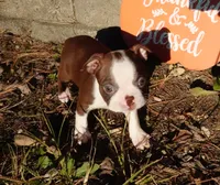 Pandora, a female Boston Terrier for sale in Elroy, WI – 6 of 6