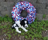 AKC River, a female English Springer Spaniel for sale in Elroy, WI – 4 of 4