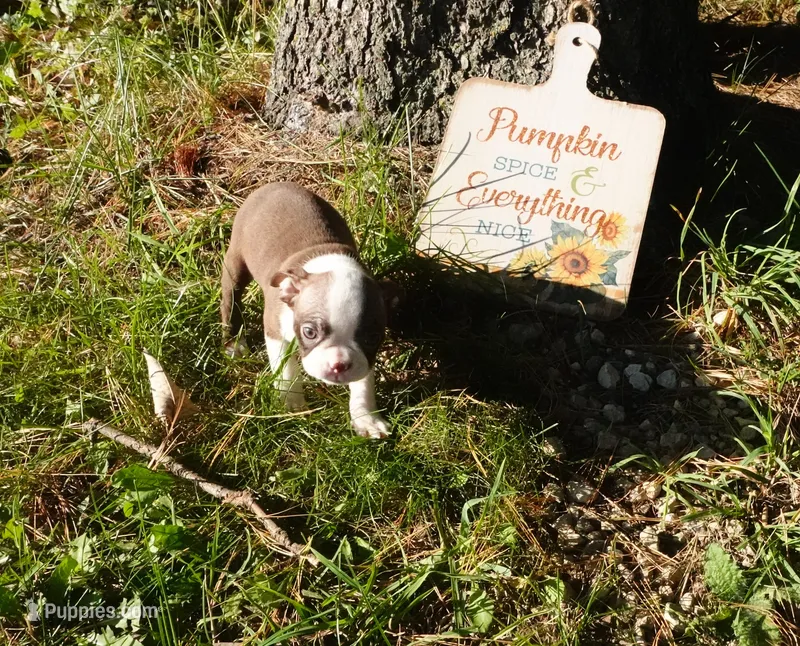 Paris – Boston Terrier puppy for sale in Elroy, WI