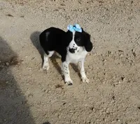AKC Pearl, a female English Springer Spaniel for sale in Elroy, WI – 10 of 10