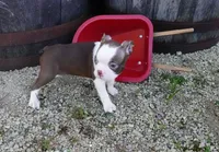 Parker, a male Boston Terrier for sale in Elroy, WI – 5 of 6