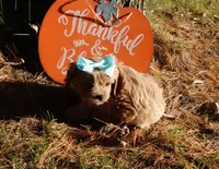 Trinity, a female Cavapoo for sale in Elroy, WI – 2 of 7