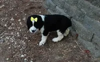 AKC Pearl, a female English Springer Spaniel for sale in Elroy, WI – 3 of 3