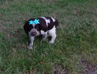 AKC Princess, a female English Springer Spaniel for sale in Elroy, WI – 3 of 4
