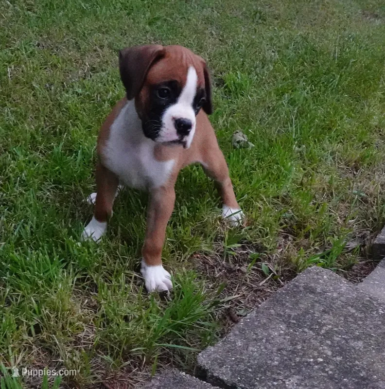 Preston – Boxer puppy for sale in Elroy, WI