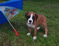 Preston, a male Boxer for sale in Elroy, WI – 2 of 4
