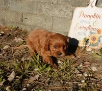 Thad, a male Cavapoo for sale in Elroy, WI – 2 of 4