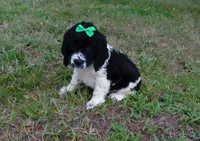 AKC Peony, a female English Springer Spaniel for sale in Elroy, WI – 4 of 4
