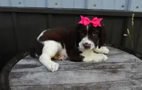 AKC Patrice, a female English Springer Spaniel for sale in Elroy, WI – 2 of 4