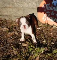 Pandora, a female Boston Terrier for sale in Elroy, WI – 4 of 6