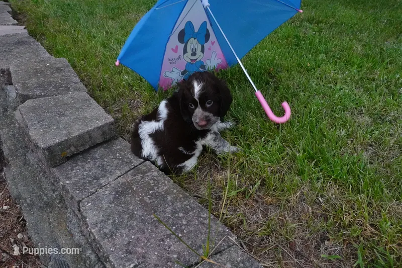 AKC Polly – English Springer Spaniel puppy for sale in Elroy, WI
