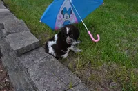 AKC Polly, a female English Springer Spaniel for sale in Elroy, WI – 1 of 5