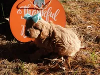 Trinity, a female Cavapoo for sale in Elroy, WI – 4 of 7