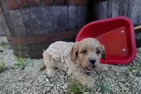 Tyler, a male Cavapoo for sale in Elroy, WI – 3 of 5
