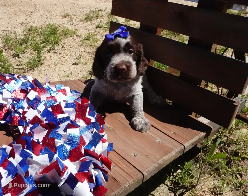 AKC Remi – English Springer Spaniel puppy for sale in Elroy, WI