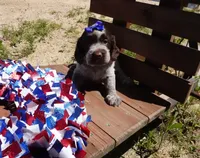 AKC Remi, a female English Springer Spaniel for sale in Elroy, WI – 1 of 3