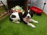 AKC Rory, a female English Springer Spaniel for sale in Elroy, WI – Photo 1 of 7