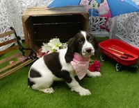 AKC Rory, a female English Springer Spaniel for sale in Elroy, WI – Photo 2 of 7