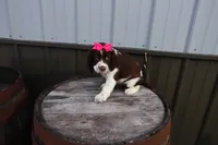 AKC Patrice, a female English Springer Spaniel for sale in Elroy, WI – 4 of 4