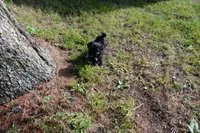 Roman, a male Shihpoo for sale in Elroy, WI – 6 of 7