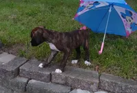 Paisley, a female Boxer for sale in Elroy, WI – 2 of 5
