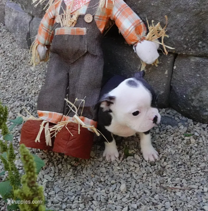 Payton – Boston Terrier puppy for sale in Elroy, WI
