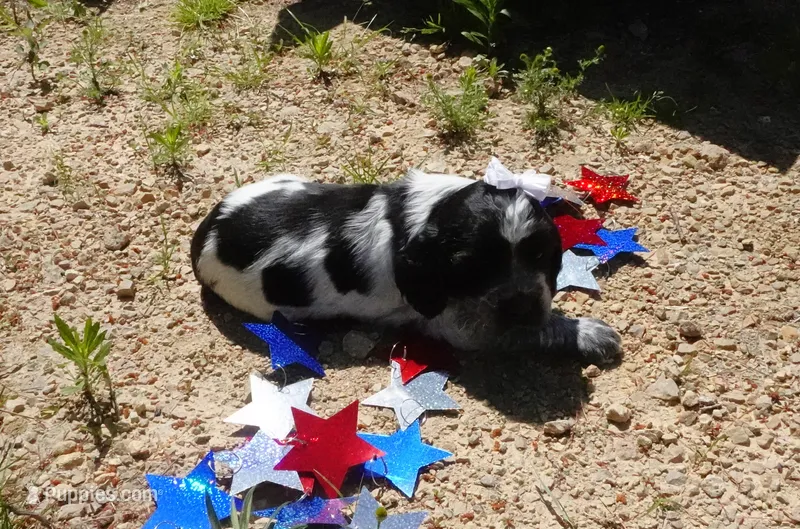 AKC Reece – English Springer Spaniel puppy for sale in Elroy, WI