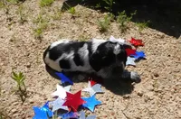 AKC Reece, a female English Springer Spaniel for sale in Elroy, WI – 1 of 3