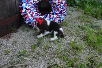 AKC Rolo, a female English Springer Spaniel for sale in Elroy, WI – 2 of 5