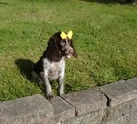 AKC Polly, a female English Springer Spaniel for sale in Elroy, WI – 4 of 7