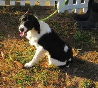 Sela, a female English Springer Spaniel for sale in Elroy, WI – 5 of 6