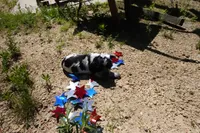 AKC Reece, a female English Springer Spaniel for sale in Elroy, WI – 3 of 3