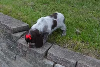 AKC Remi, a female English Springer Spaniel for sale in Elroy, WI – 4 of 7