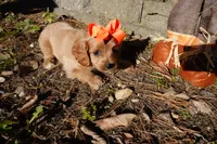Trixie, a female Cavapoo for sale in Elroy, WI – 2 of 5