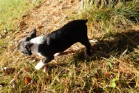 Poetry, a female Boston Terrier for sale in Elroy, WI – 5 of 6