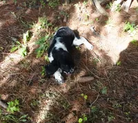 AKC Peony, a female English Springer Spaniel for sale in Elroy, WI – 3 of 10
