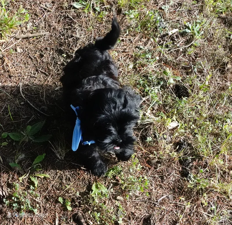 Roman – Shihpoo puppy for sale in Elroy, WI