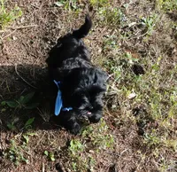 Roman, a male Shihpoo for sale in Elroy, WI – 4 of 7