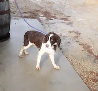 Sela, a female English Springer Spaniel for sale in Elroy, WI – 6 of 6