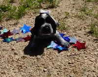 AKC Reece, a female English Springer Spaniel for sale in Elroy, WI – 2 of 3