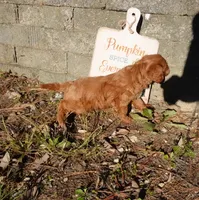 Thad, a male Cavapoo for sale in Elroy, WI – 3 of 4