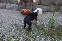 Payton, a female Boston Terrier for sale in Elroy, WI – 5 of 6