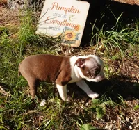 Paris, a female Boston Terrier for sale in Elroy, WI – 5 of 5