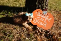 Trinity, a female Cavapoo for sale in Elroy, WI – 5 of 7