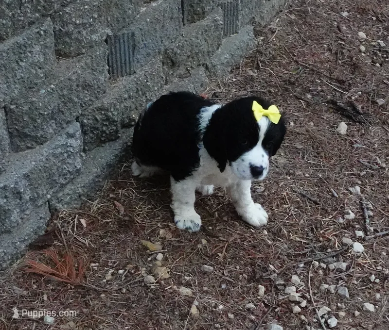 AKC Pearl – English Springer Spaniel puppy for sale in Elroy, WI