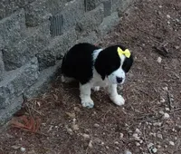 AKC Pearl, a female English Springer Spaniel for sale in Elroy, WI – 1 of 3